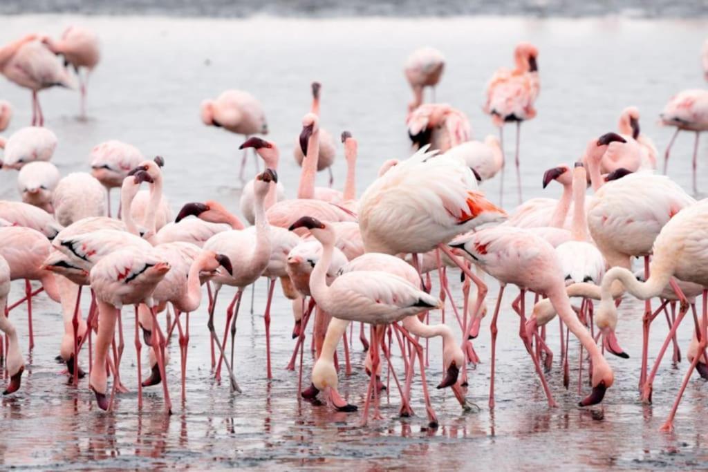 Le Cosy Les Pieds Dans L'eau Apartment